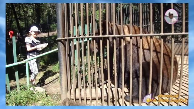 БОЛЬШОЙ БУРЫЙ МЕДВЕДЬ ОТ Petr de Cril'on смотреть онлайн