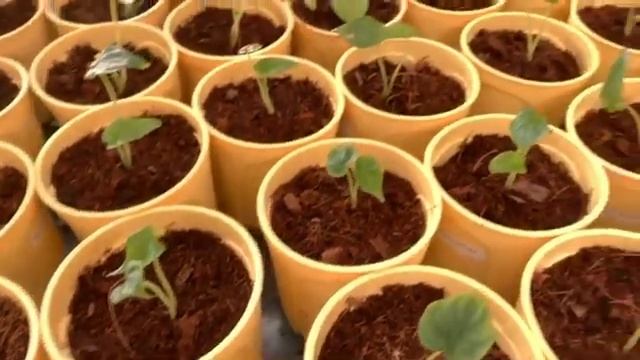 Alocasia Silver Dragon Youngplants смотреть онлайн