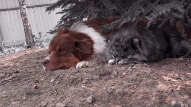 Австралийская овчарка National Treasure ~ Aka ~ Grizzly