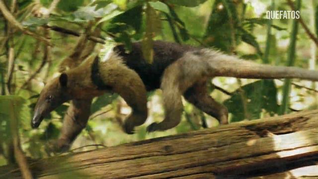 A CAPIVARA NÃO VIU A MORTE EM SUA FRENTE смотреть онлайн