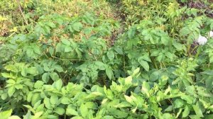 Картофель Уника и Фитофтороз.