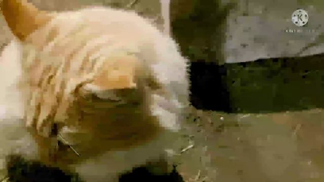 Рыжий котик приходит на дачу за рыбкой. смотреть онлайн