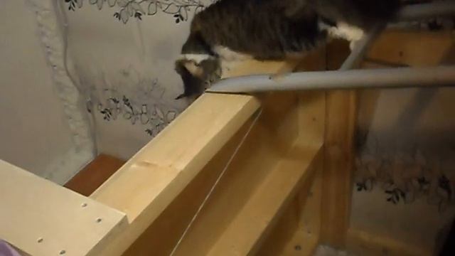 SDC13918 КОШКА ЛЕЗЕТ ВВЕРХ. смотреть онлайн