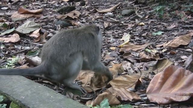 Monkey kidnaps kitten смотреть онлайн
