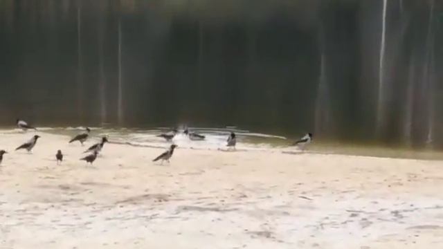 Купание птиц в пруду. Ноябрь 2017. Посёлок Дубна Тульской области. смотреть онлайн