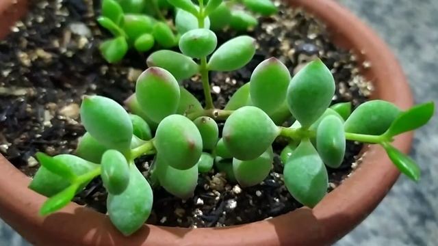 Cotyledon Pendens, um mimo ! смотреть онлайн