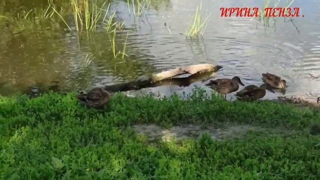 ?чем ОПАСНА ЖАРКАЯ ПОГОДА!? ВАКЦИНА!?почему НЕ ВСЕ ХОТЯТ ПРИВИВКУ???? смотреть онлайн
