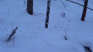 Охота на куницу капканами. Малый путик. Соболь в КП-120 для ящика от СУАС