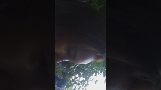 Куш Тау будет жить смотреть онлайн