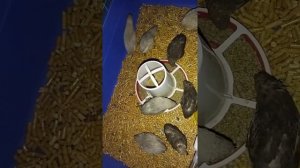 Китайские расписные перепела поют