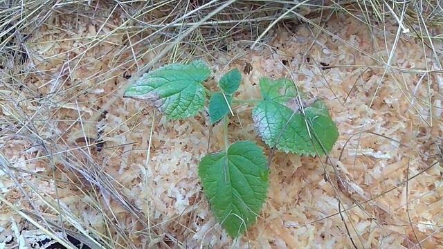 Павловния - ошибки неофита и разбор полётов смотреть онлайн