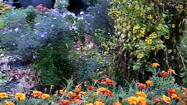 Москва, район Отрадное 21.10.2021 смотреть онлайн