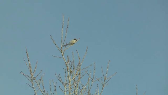 Серый сорокопут поёт смотреть онлайн