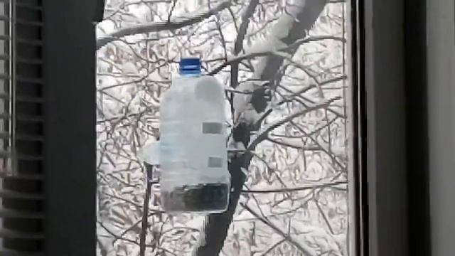 Синички любят семечки смотреть онлайн