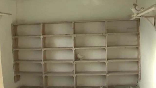 Голуби ЖАРНОСЕНКО И.В. г.Семипалатинск 2017 смотреть онлайн