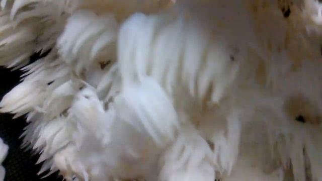 Fresh Lions Mane / Bears Tooth (Hericium Americanum) Mushroom. смотреть онлайн