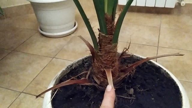 Финиковая Пальма. Тропики дома. смотреть онлайн