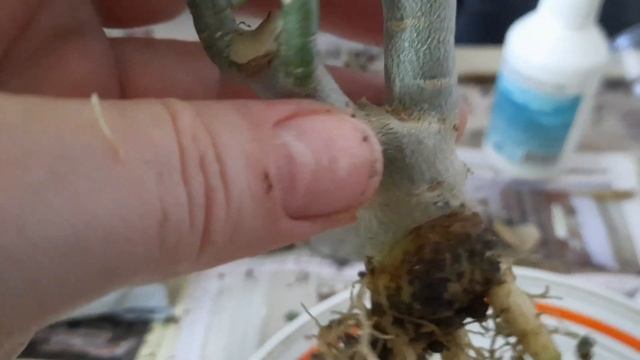 #ЦветывАстрахани #Суккуленты #Адениумы #Комнатныерастения. смотреть онлайн