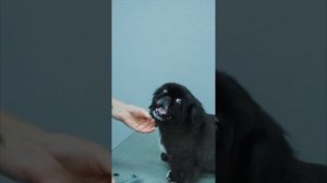 ГРУМИНГ ПЕКИНЕСА / ОБУЧЕНИЕ ГРУМИНГУ / Эпизод МАСТЕР-КЛАССА / GROOM SCHOOL