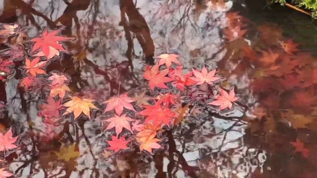 Последние момидзи, кленовая осень в Японии смотреть онлайн