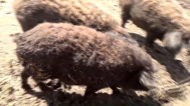 Свинья венгерская мангалица - фермерское хозяйство «Красное» смотреть онлайн