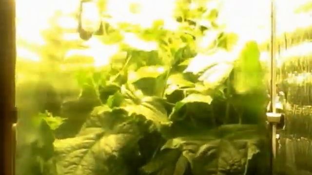 Гроубокс от PARADISE PLANTS смотреть онлайн