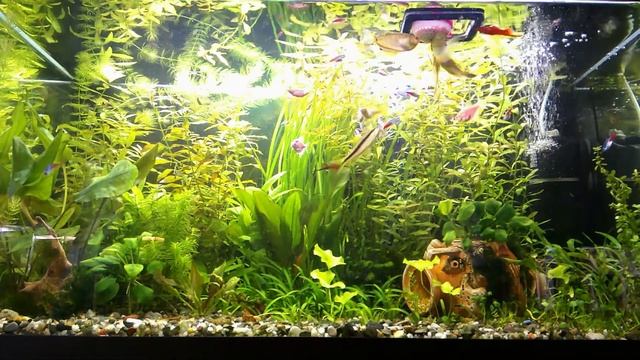 Кормление живым мотылем смотреть онлайн