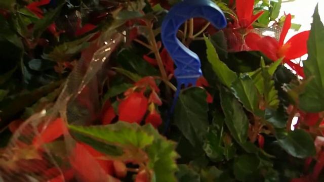 Begonia Tuberhybrida
