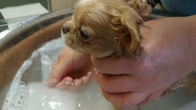 Chihuahua puppy bathes for the first time ✔️ ❤️ смотреть онлайн