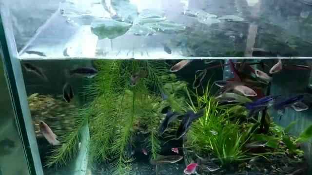 Работаю с растениями на разводне, как растёт анубиас на коряжке смотреть онлайн