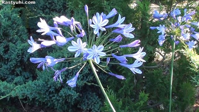 Агапантус в открытом грунте. Всё о выращивании и зимовке в саду. смотреть онлайн