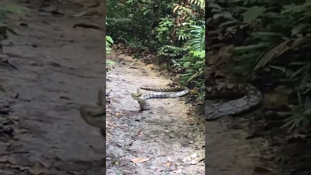 King Cobra vs Reticulated Python at MacRitchie, Singapore смотреть онлайн