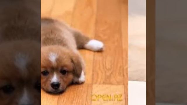 Топ 11 очень милых животных смотреть онлайн