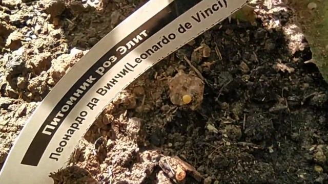 Роза China Girl от Тимофея. смотреть онлайн