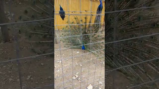 Павлин раскрыл хвост смотреть онлайн