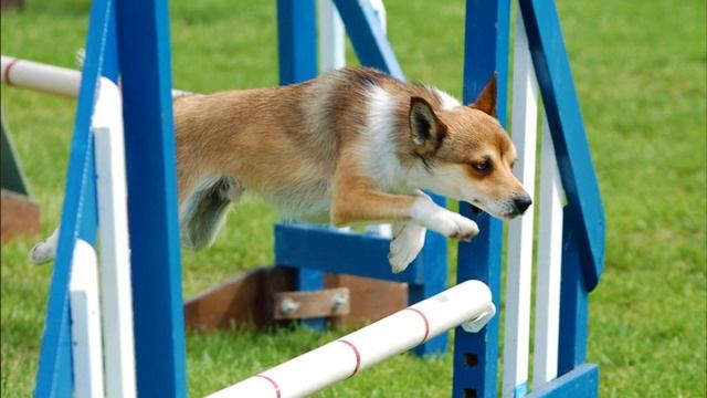 Norwegian Lundehund - TOP 10 Interesting Facts