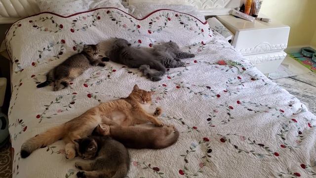 Scottish Fold Kittens British Short Hair Kittens Британские Короткошёрстные котята спят