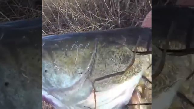 Как выглядит судак!!!трофейный судаааааааааааак!!!!! смотреть онлайн