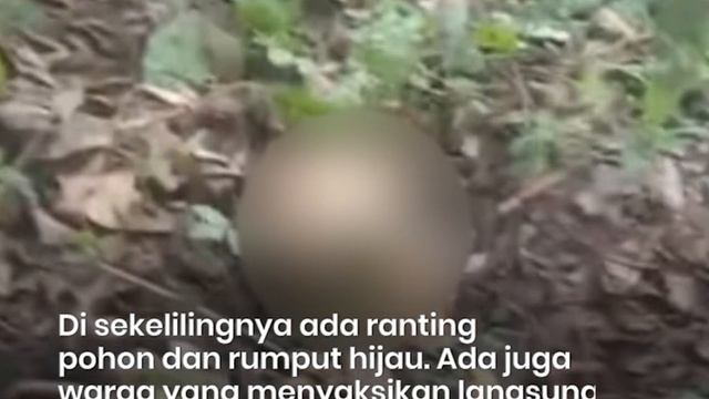 Warga Eputobi Temukan Tengkorak Manusia di Desa Lewoingu Flores Timur смотреть онлайн