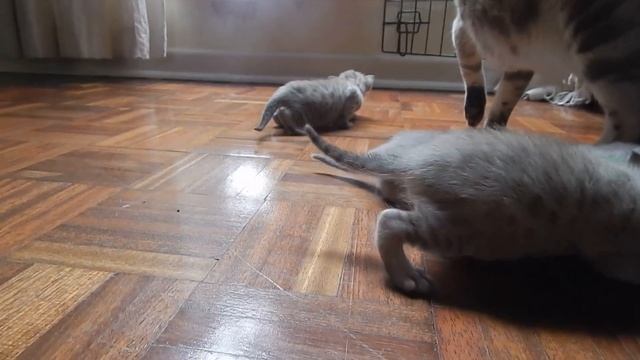 Australian Mist kittens now 3 weeks old смотреть онлайн