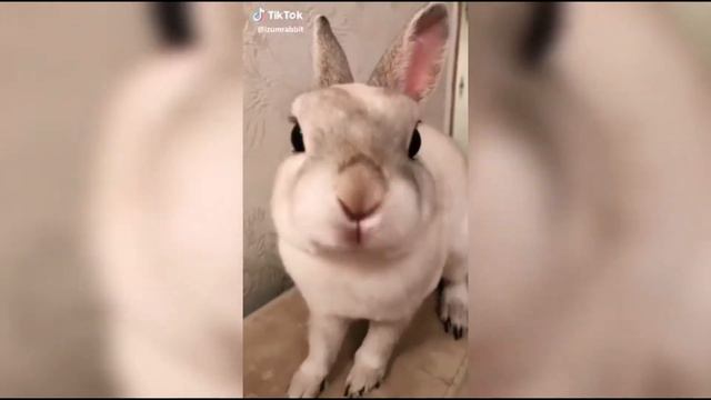 Заяц читает рэп смотреть онлайн