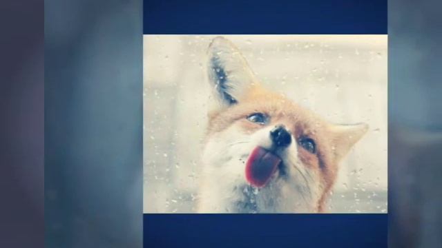 Фото милых животных??? смотреть онлайн