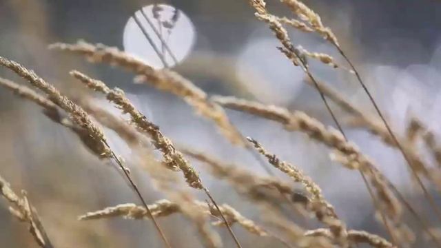 Von Suppe 1855 Requiem смотреть онлайн