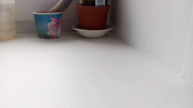 КрашМаш специальный выпуск краштесты Ford S-MaX,Mustang GT-R,Crown Wictoria! смотреть онлайн