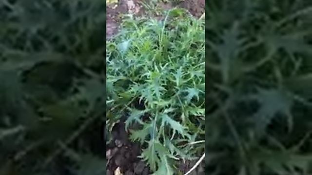 Японский капуста мизуна смотреть онлайн
