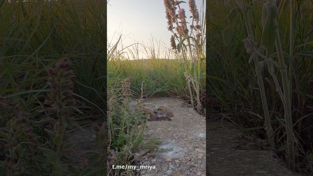 На съемке домовых сычей смотреть онлайн