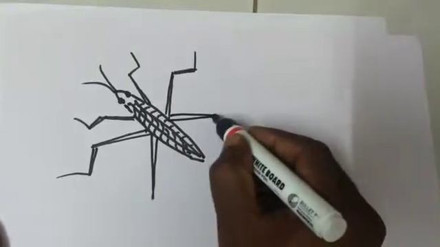 How to draw a water strider / Gerridae ? Learn to draw | easy drawings | drawing for kids смотреть онлайн