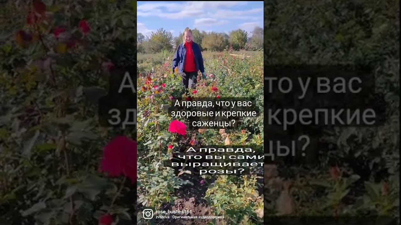 Rosebushes.ru РОЗЫ БУШЕС - здоровые саженцы роз, с хорошо развитой корневой системой. смотреть онлайн
