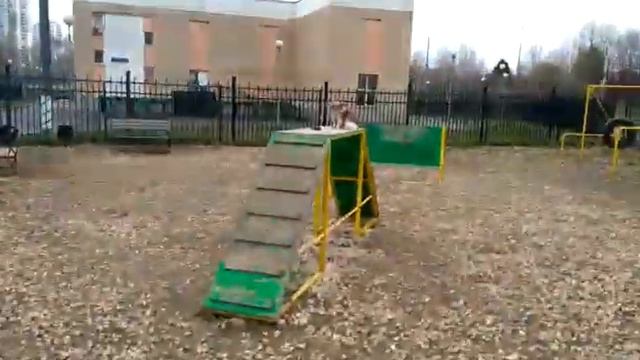 Пёс Тотоша с друзьями кане-корсо Джеком и чихуахуа Клёпой поздравляют всех с Пасхой!!! смотреть онлайн