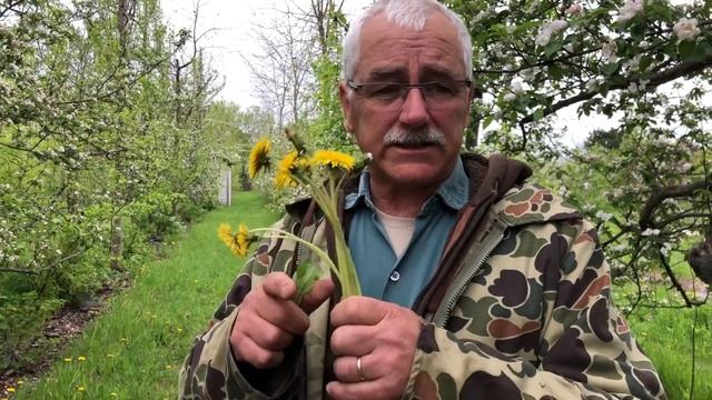 DANDELIONS are the BEST INDICATORS of... смотреть онлайн